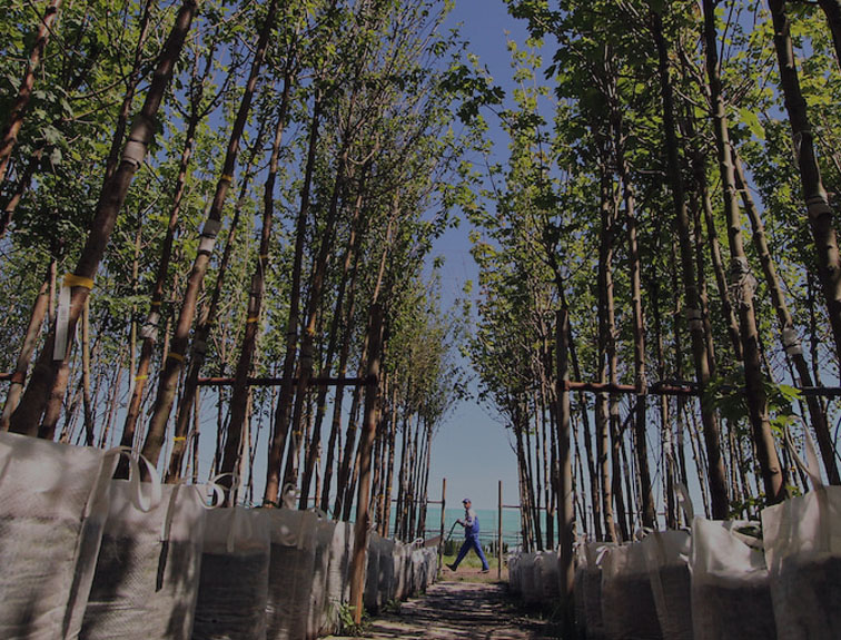 Более 300 тысяч деревьев высадят в Ярославской области